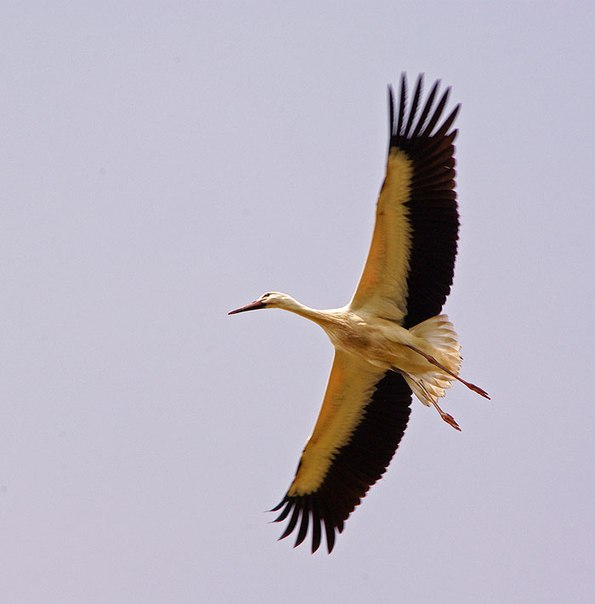 Разбираем аистов, они уже летят ))