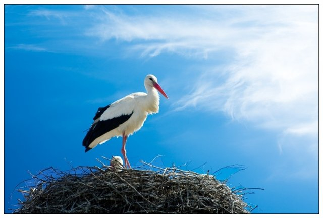 Разбираем аистов, они уже летят ))