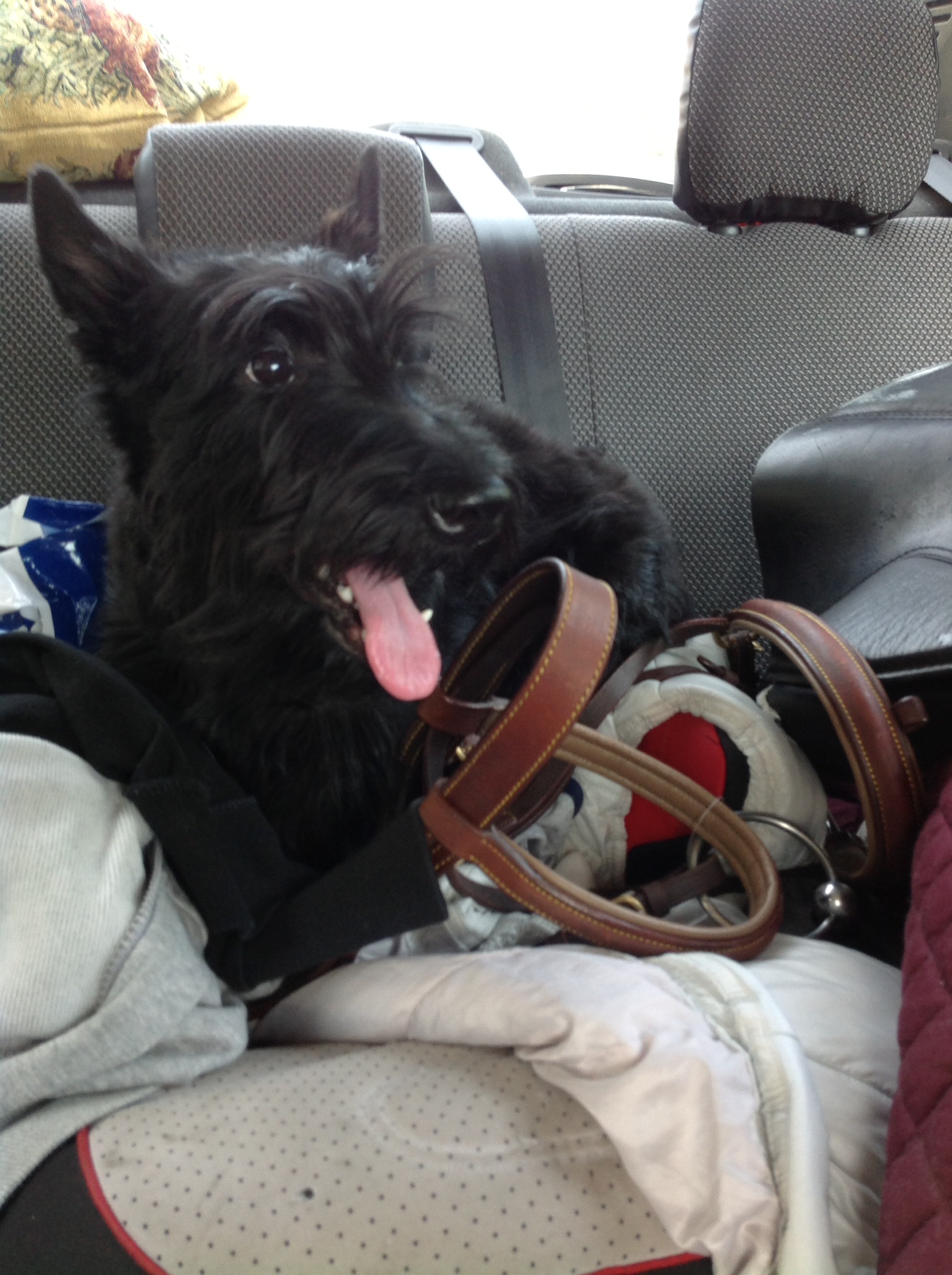 Мой личный зоопарк =)