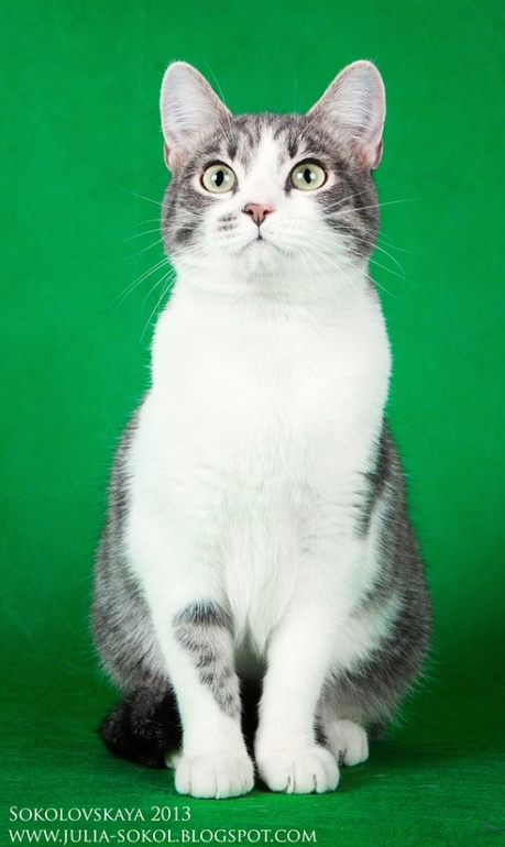 Москва и МО, чудо котята в добрые руки!