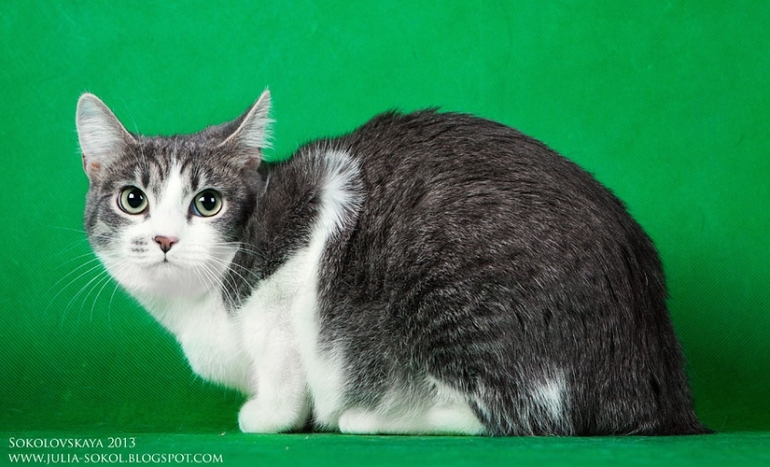 Москва и МО, чудо котята в добрые руки!