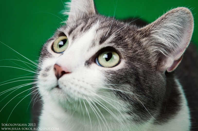 Москва и МО, чудо котята в добрые руки!