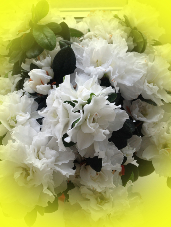 Мои красотулечки