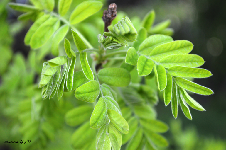 Погуляла... поймала за хвост весну.