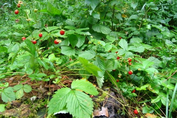 Нужна ли дача?