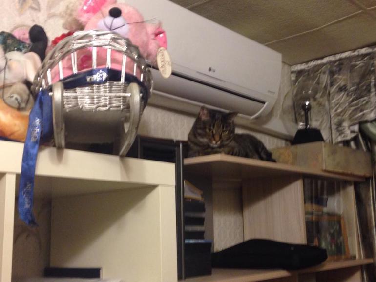 Il.Nat Al Pacino - новый член семьи