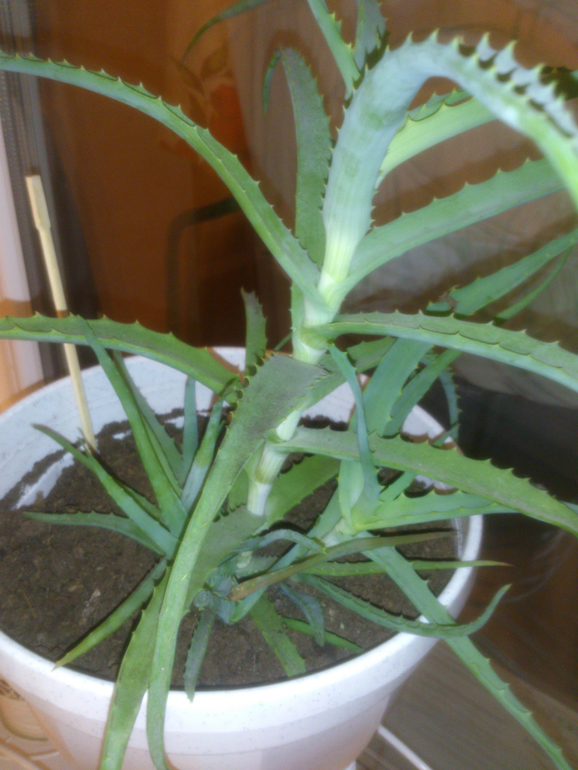 мои зелёные друзья!