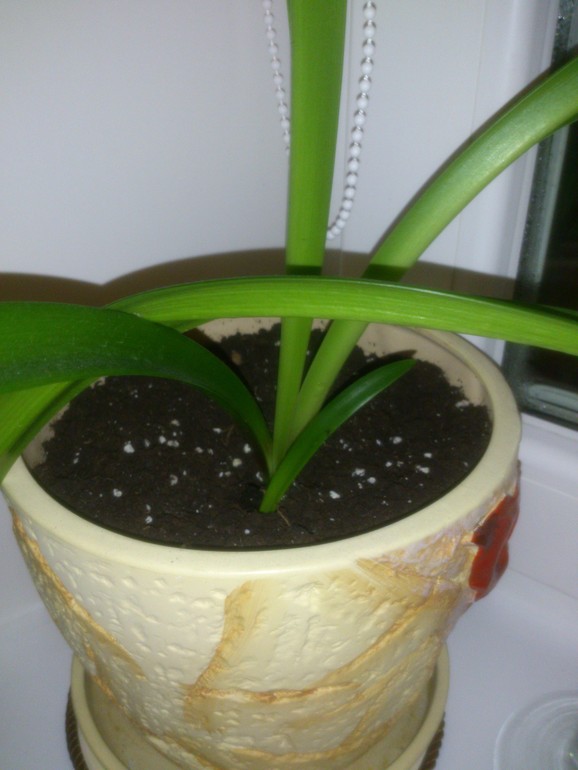 мои зелёные друзья!