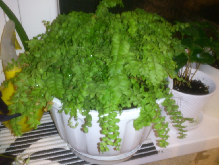 мои зелёные друзья!