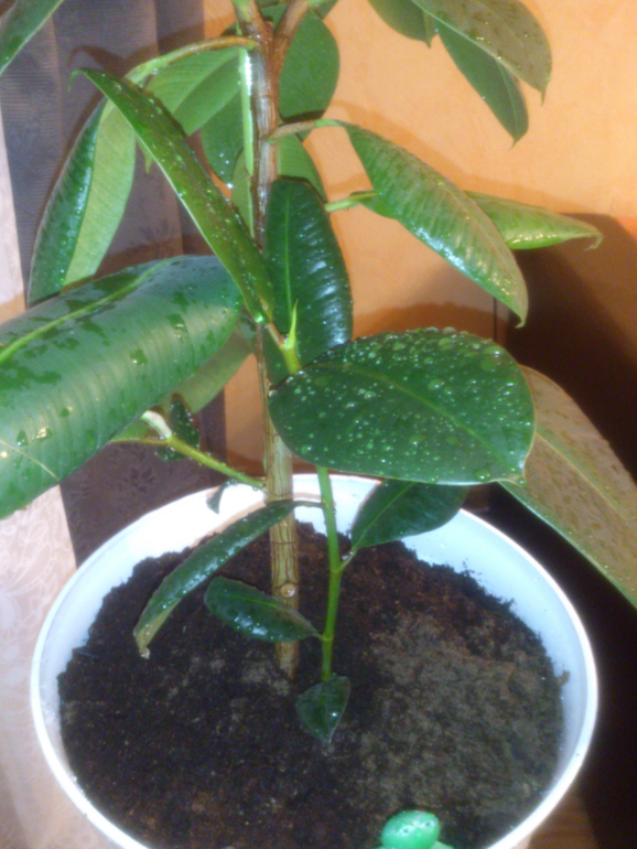 мои зелёные друзья!