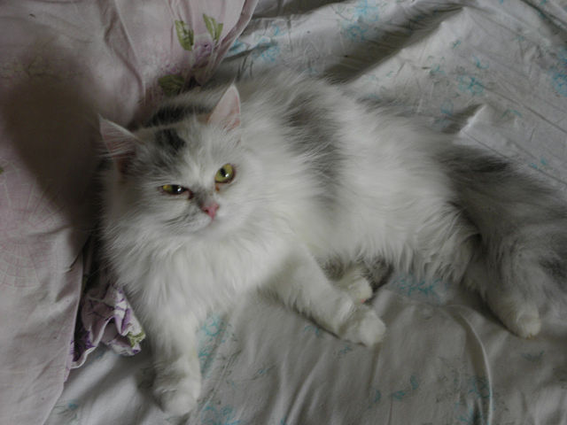 Моё зверьё любимое.........