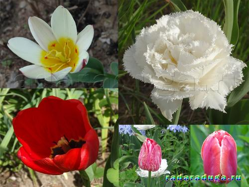 Тематическое занятие Тюльпан