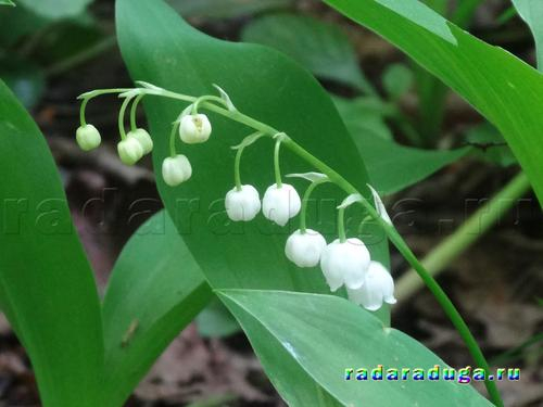 Тематическое занятие. Ландыш и сирень. Творчество