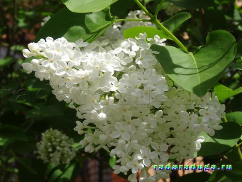 Тематическое занятие. Ландыш и сирень. Творчество