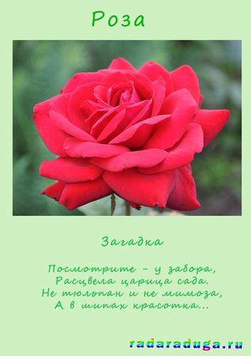 Летний альбом. Часть 1. Цветы. Творчество.