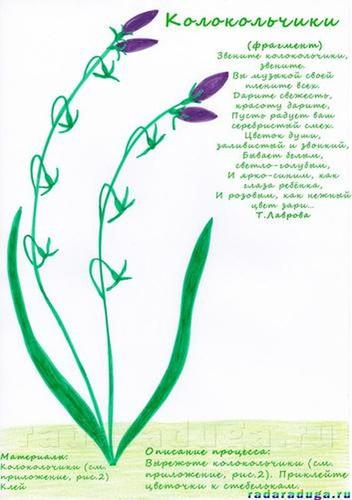 Летний альбом. Часть 1. Цветы. Творчество.