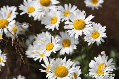 Цветочное творчество