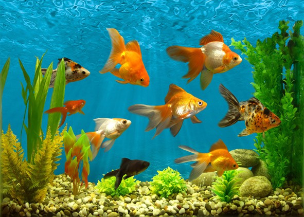 С четверга на пятницу сны...