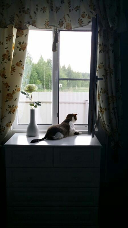 Как котэ на даче отдыхают)