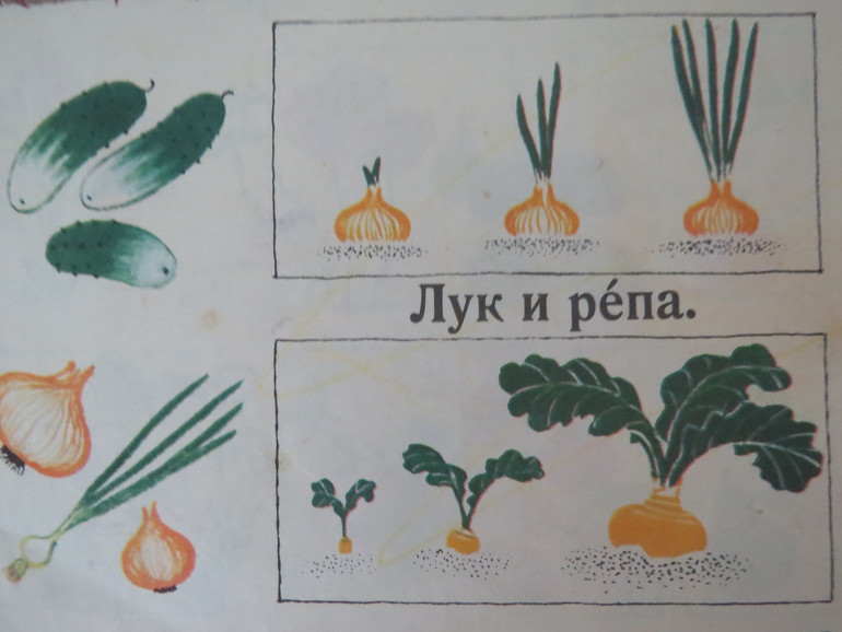 ТН "Как растут овощи" Отчет день 3