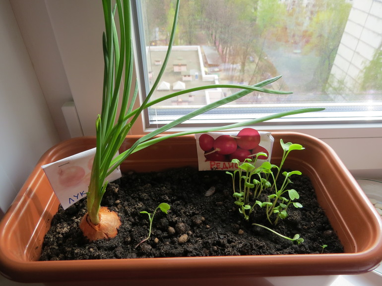 ТН "Как растут овощи" Отчет день 3