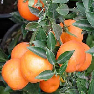 Продам укорененные черенки цитрусовых