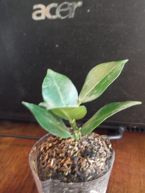 Продам укорененные черенки цитрусовых