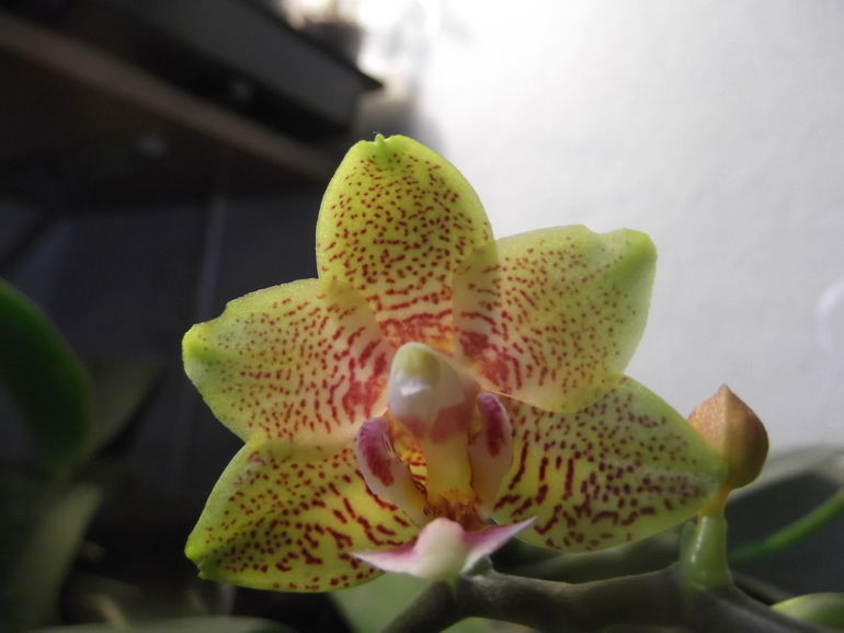 Продам орхидеи