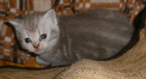 Крошки-страйты из рекламы Вискас = )