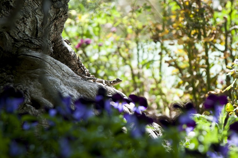 Утопия,парк орхидей в кибуце Бахан.