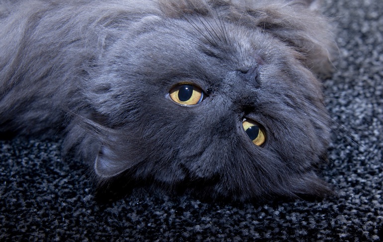 наши любимый четырехлапые члены семьи