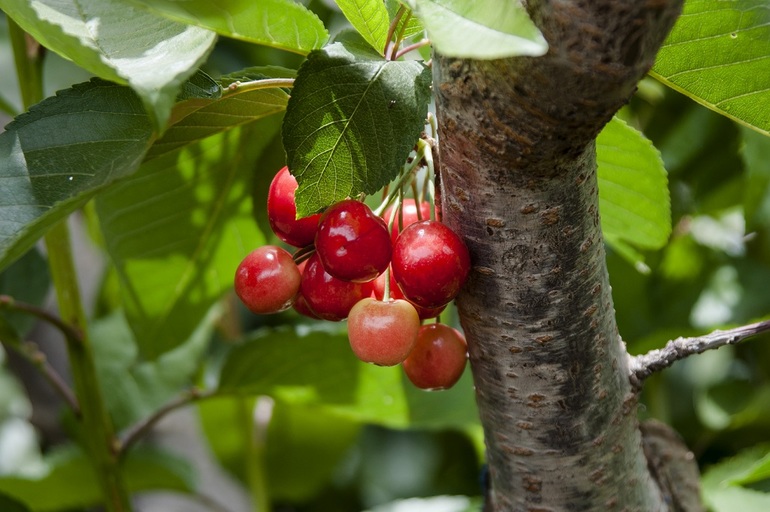 ...По ягоды... =)