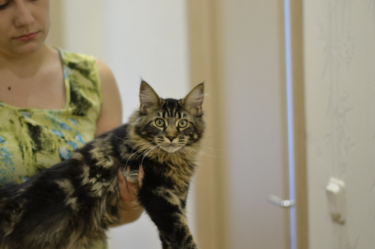 Подрощенные котята мейн-кун, питомник, Санкт-Петербург