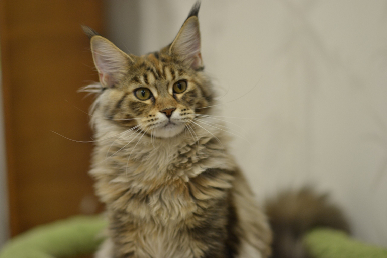 Подрощенные котята мейн-кун, питомник, Санкт-Петербург