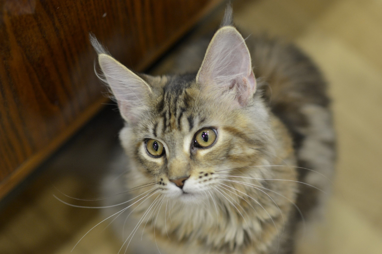 Подрощенные котята мейн-кун, питомник, Санкт-Петербург