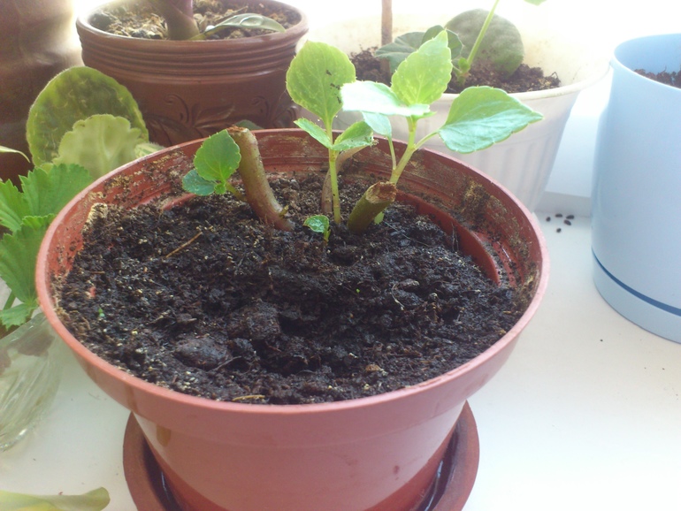 Настрадавшийся бальзамин)