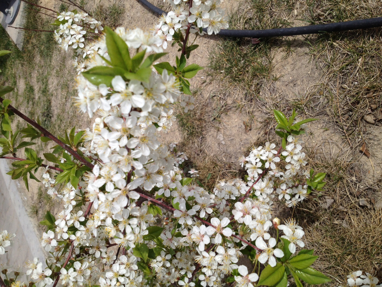 Моя весна...