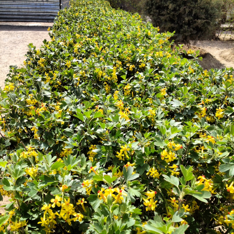 Моя весна...