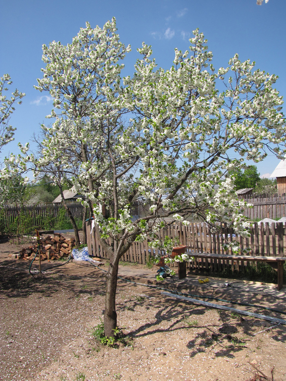 Продаю домик в деревне. Срочно! В доме все остается! 1 750 000 торг