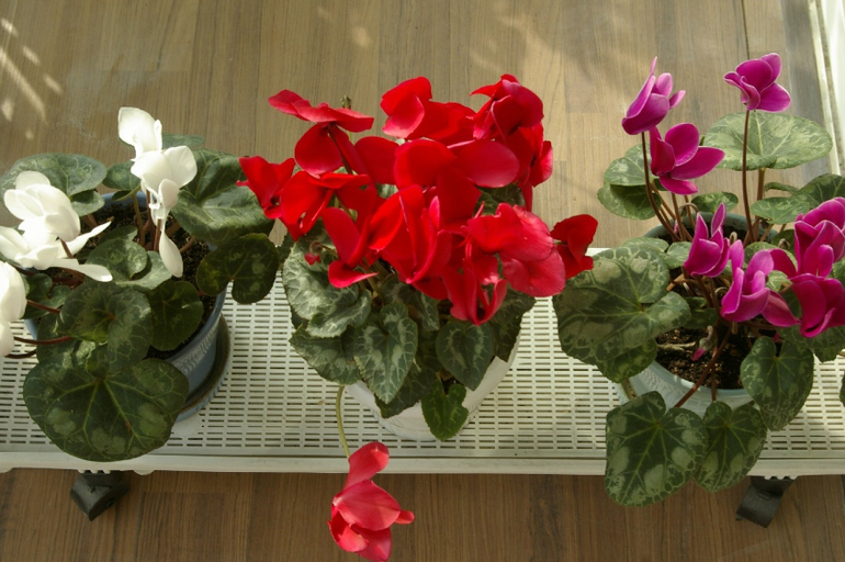 Весна. Начало)