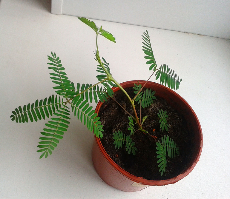 Мои цветочки и вопросы к ним ... 2