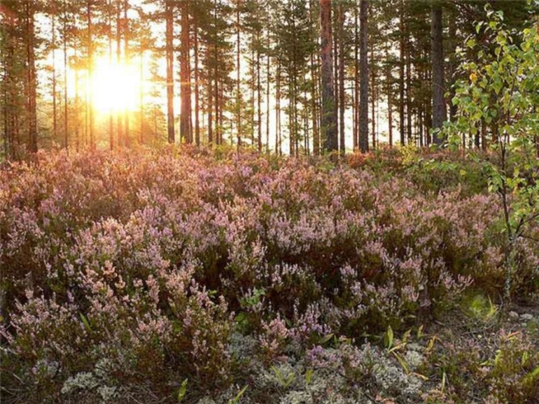 Два браслета с турмалином