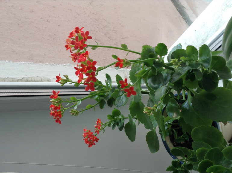 А у меня каланхоэ цветет