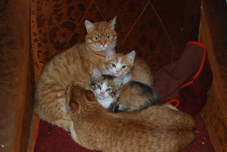 Котэ. Естественность 2.