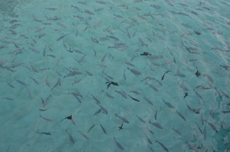 Хороший отель, очаровательное море и скучное питание!