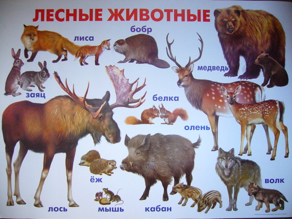 Запись на ФМ Лесные животные