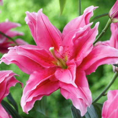 МНОГОЛЕТНИКИ весна 2014! ЛИЛИИ! Немного! СЕРИЯ Roselily!