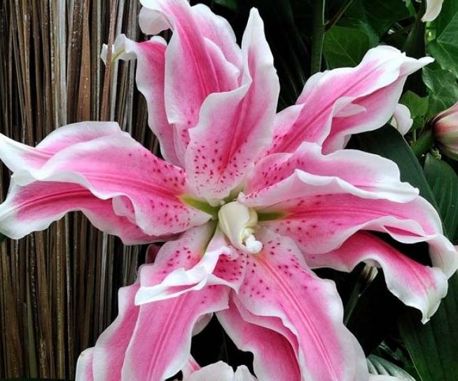 МНОГОЛЕТНИКИ весна 2014! ЛИЛИИ! Немного! СЕРИЯ Roselily!