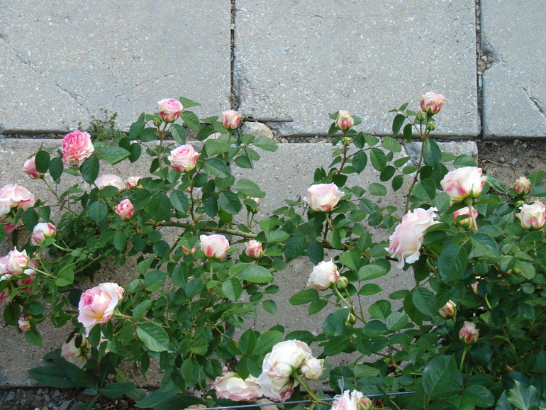 4ade6f0caa695fe4902be1837f75e923.jpg