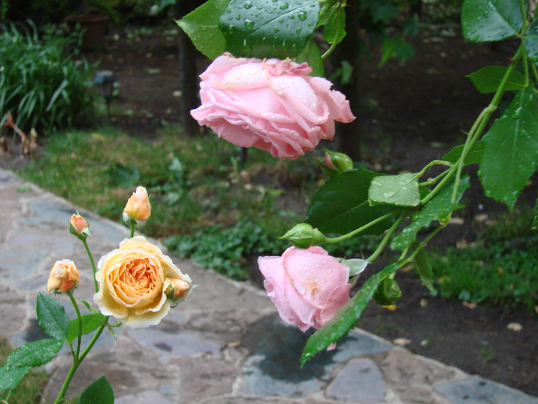 ФОТО РАСТЕНИЙ ИЗ МОИХ ЗАКУПОК!